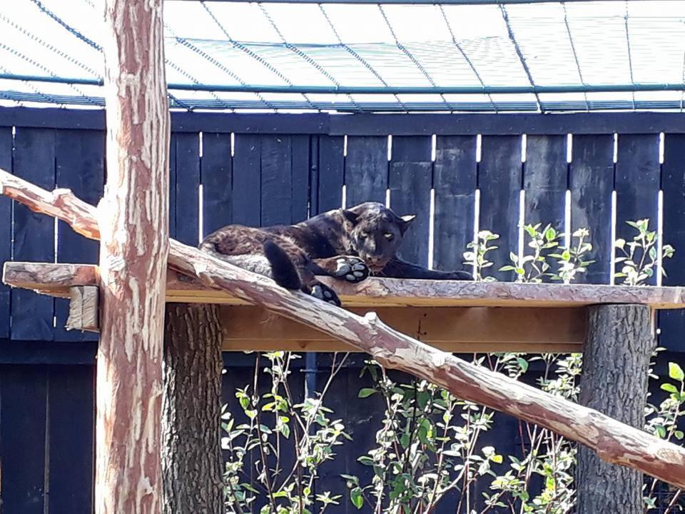 Osrodek Bialy Lew Bed & Breakfast Wojciechow  ภายนอก รูปภาพ
