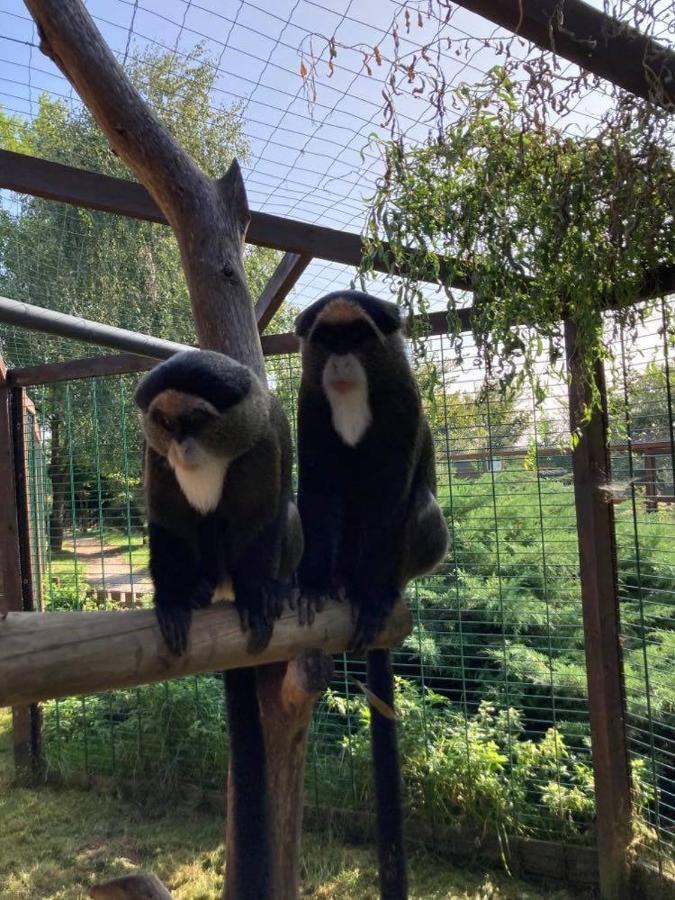Osrodek Bialy Lew Bed & Breakfast Wojciechow  ภายนอก รูปภาพ